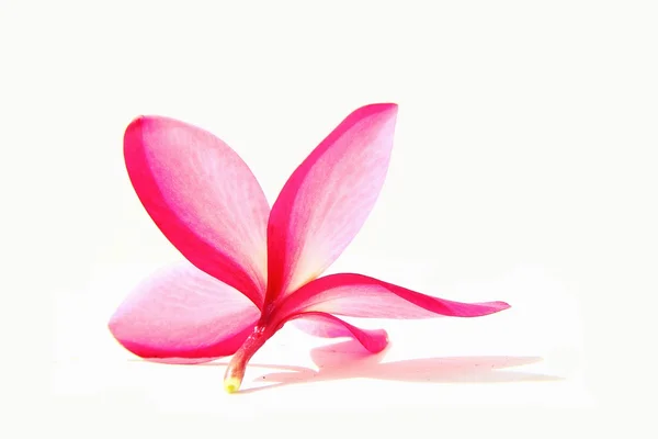 Beyaz arka plan üzerinde pembe çiçek