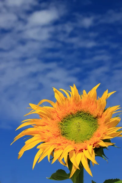 Mavi gökyüzüne karşı ayçiçeği