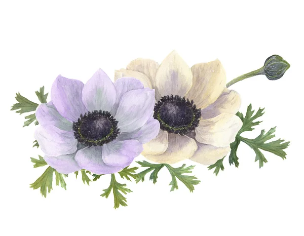 Aquarell-Anemonenblüten. handgezeichnete florale Illustration mit weißem Hintergrund. botanische Illustration — Stockfoto