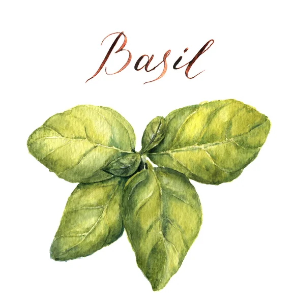 Basilico acquerello. Illustrazione botanica . — Foto Stock