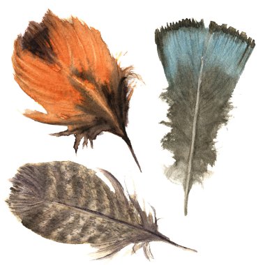 El çizilmiş suluboya canlı tüy seti. Boho tüyü tarzı. illüstrasyon tüy. beyaz izole. T-shirt, davetiye, düğün kartı için kuş tüyü sinek tasarım. Rustik tüy. Parlak renk.