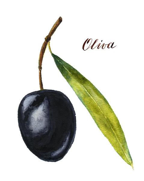 Akwarela czarnych oliwek — Zdjęcie stockowe