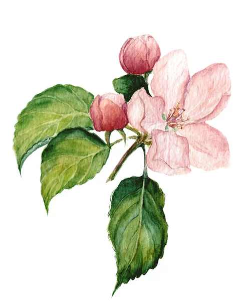 Acuarela flor de manzana. Ilustración aislada botánica . — Foto de Stock
