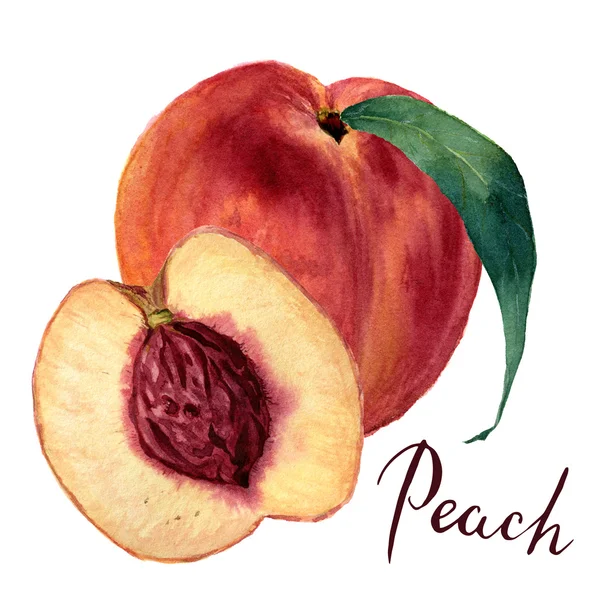 Akvarell Barack a levél-és félig vágott Barack, betűkkel "Peach". Kézzel rajzolt élelmiszer illusztráció fehér háttérrel. Formatervezés, textil és háttér. Reális botanikai illusztráció. — Stock Fotó