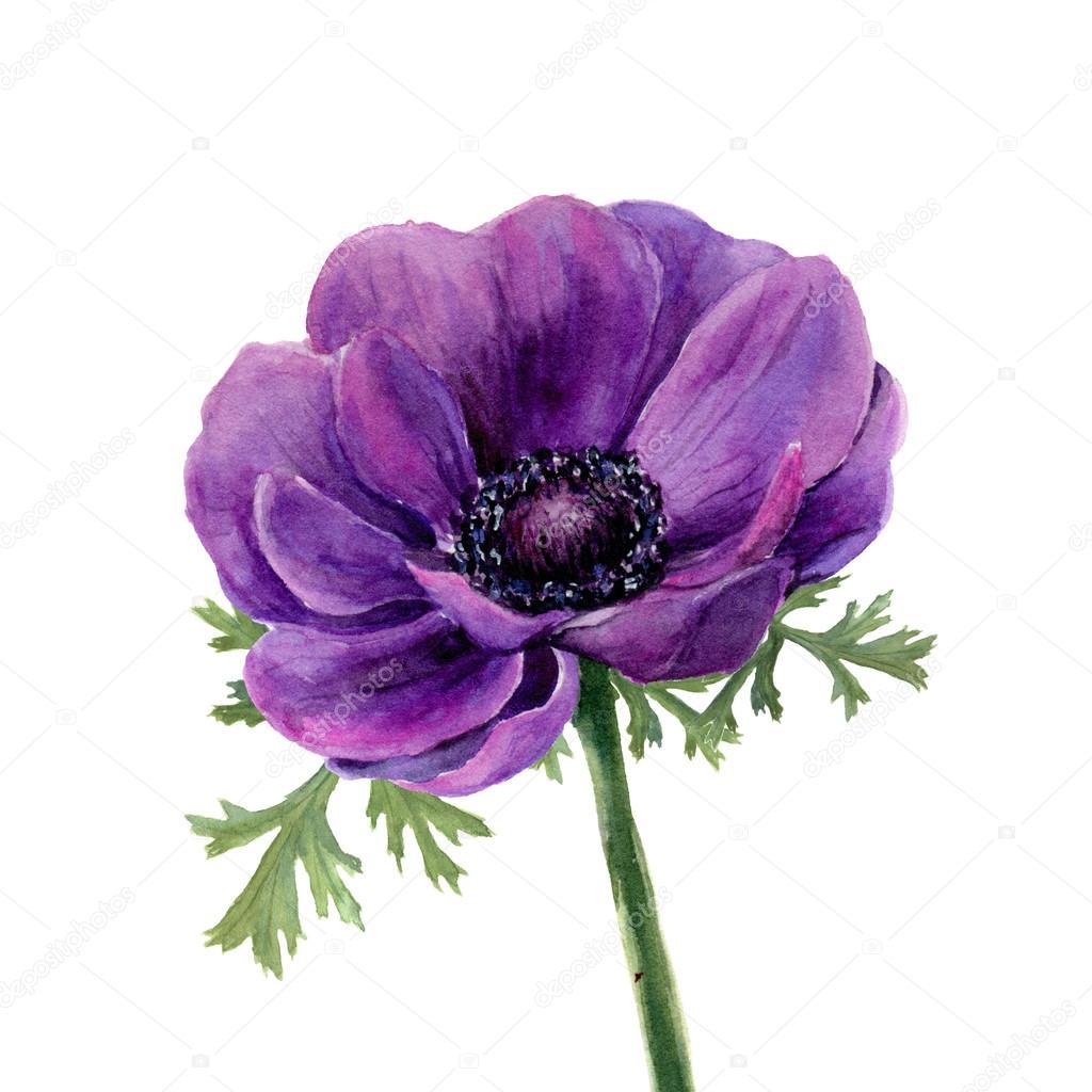 Watercolor violet anemone. Hand drawn illustration on white background. For design, textile and background. Realistic illustration.
