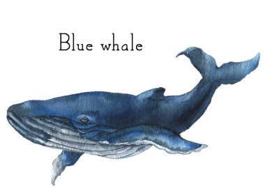 Watercolor blue whale. Illustration isolated on white background. For design, prints or background clipart
