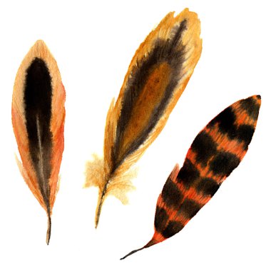 El çizilmiş suluboya canlı tüy seti. illüstrasyon kırmızı tüy. Boho tarzı tüy beyaz izole. T-shirt, davetiye, düğün kartı için kuş tüyü sinek tasarım. Parlak renk.