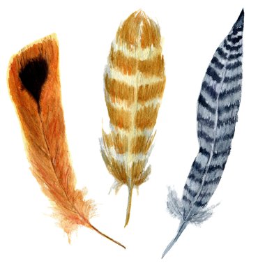 El çizilmiş suluboya canlı tüy seti. Boho tüyü tarzı. illüstrasyon tüy. beyaz izole. T-shirt, davetiye, düğün kartı için kuş tüyü sinek tasarım. Parlak renk.