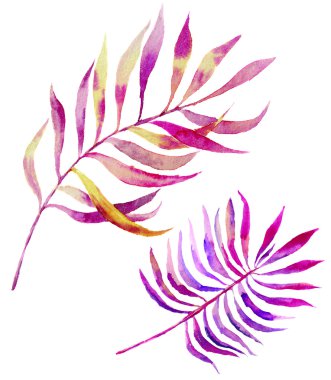 Suluboya gül yaprakları dal seti. El boyaması botanik elemanları. Beyaz arka planda yalıtılmış çizim. Tasarım, tekstil ve arka plan için.