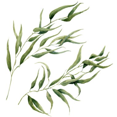 Suluboya yaprakları dal seti. El boyalı okaliptüs elemanları. Beyaz arka planda yalıtılmış çizim. Tasarım, tekstil ve arka plan için.