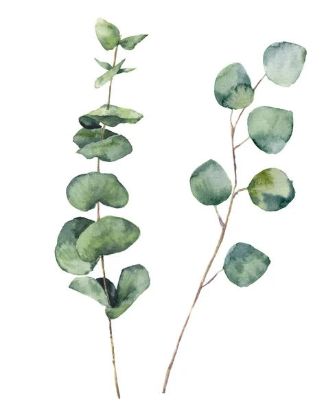 Akvarel eukalyptu kulaté listy a větve. Ručně malovaný dětský eukalyptus a stříbrné dolarové prvky. Květinové ilustrace izolované na bílém pozadí. Pro design, textil a pozadí. — Stock fotografie