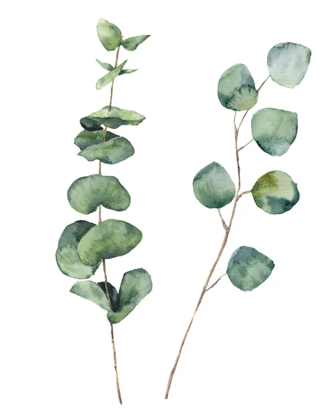 Watercolor eucalyptus round leaves and branches. Hand painted baby eucalyptus and silver dollar elements. Floral illustration isolated on white background. For design, textile and background.