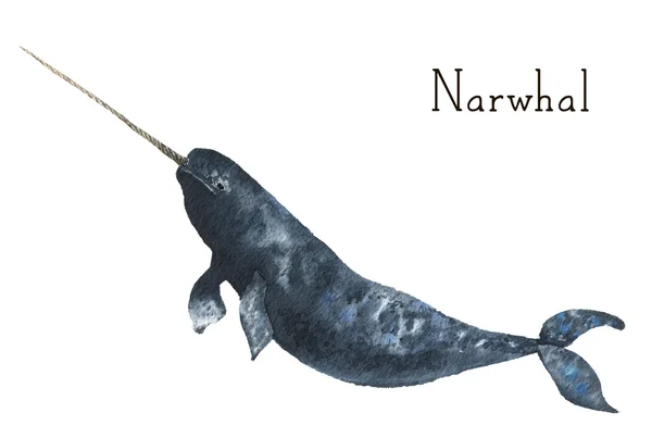 Watercolor narwhal. Whale illustration isolated on white background. For design, prints or background — Stock Photo, Image