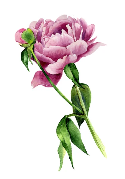 Aquarell Pfingstrose Blume. Vintage florale Illustration isoliert auf weißem Hintergrund. handgezeichnete botanische Illustration für Ihr Design, Hintergrund, Drucke oder Karten — Stockfoto