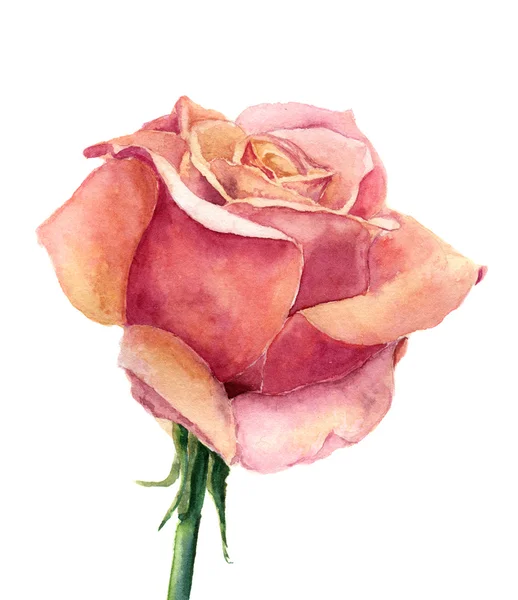 Aquarell Rose. handgezeichnete künstlerische Illustration auf weißem Hintergrund. für Design, Textil und Hintergrund. realistische botanische Illustration. — Stockfoto