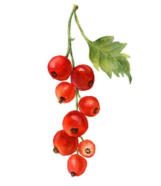 Ribes rosso acquerello con foglia. Illustrazione artistica disegnata a mano su sfondo bianco. Per design, tessile e sfondo. Illustrazione botanica realistica . — Foto Stock