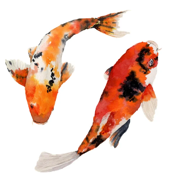 水彩東洋虹鯉セットです。Koi の魚は、白い背景で隔離。デザイン、背景布を水中図 — ストック写真