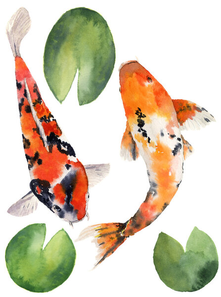 Watercolor oriental rainbow carp with water lily leaves set. Koi fishes isolated on white background. Underwater illustration for design, background or fabric