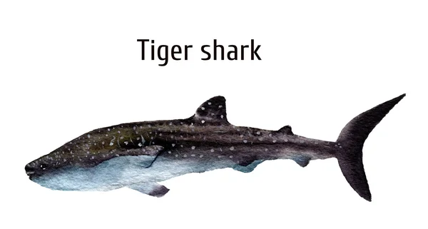 Akwarela morze tiger shark. Carcharhinidae izolowana na białym tle. Dla projektowania, wydruki, tło, t-shirt — Zdjęcie stockowe