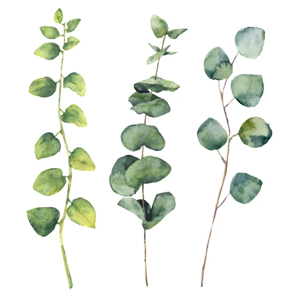 Aquarel eucalyptus ronde bladeren en takken van het takje. Hand geschilderd baby- en Schijfzalm eucalyptus, takje kruid elementen. Floral illustratie geïsoleerd op een witte achtergrond. Voor ontwerp-, textiel- en terug — Stockfoto
