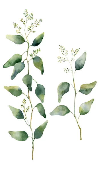 Aquarelle feuilles d'eucalyptus et des branches avec des fleurs. Eucalyptus fleuri peint à la main. Illustration florale isolée sur fond blanc. Pour le design, le textile et le fond . — Photo