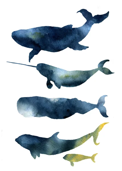 水彩クジラ写真素材 ロイヤリティフリー水彩クジラ画像 Depositphotos
