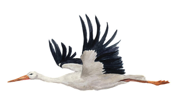 Watercolor flying white stork. Hand painted ciconia bird illustration isolated on white background. For design, prints or background