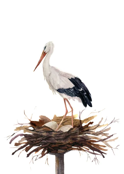 Akvarell vit stork i boet ägg. Ciconia fågel illustration isolerade på vit bakgrund. För design, utskrifter eller bakgrund — Stockfoto