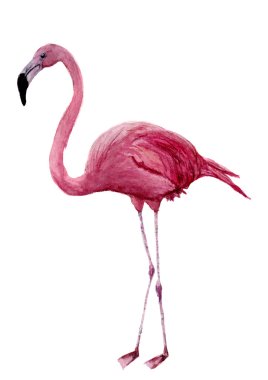 Suluboya flamingo. Egzotik yürüyen kuş illüstrasyon izole beyaz arka plan üzerinde. Tasarım, parmak izi veya arka plan için