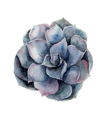 Suluboya Menekşe etli çiçek. El çiçek illüstrasyon izole beyaz zemin üzerine boyalı. Botanik gösterim amacıyla tasarım