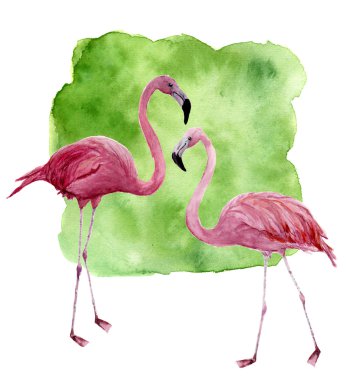 Suluboya iki flamingo. El pembe kuş illüstrasyon izole beyaz zemin üzerine yeşil arka plana sahip boyalı. Flamingo tasarımı için yazdırma