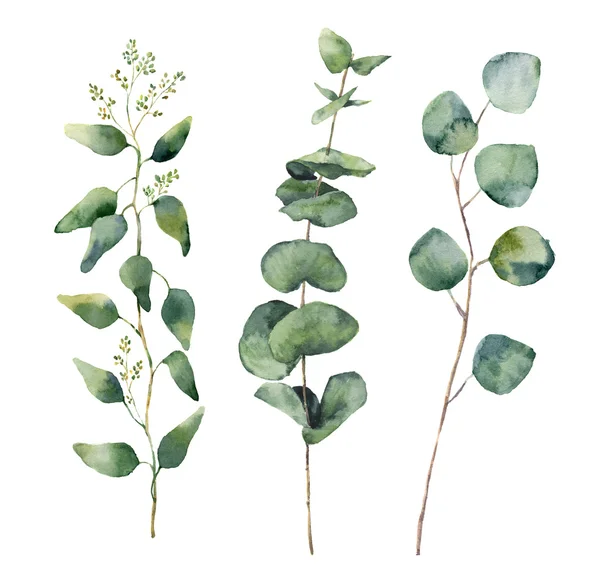 Aquarelle eucalyptus feuilles rondes et branches ensemble. Bébé peint à la main, graines et éléments d'eucalyptus en dollars argentés. Illustration florale isolée sur fond blanc. Pour le design et le textile. — Photo