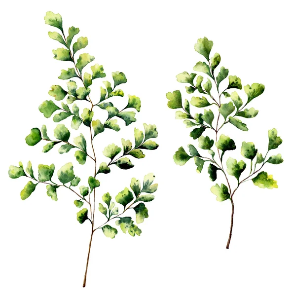水彩的铁线蕨树叶和树枝。手绘蕨植物元素。孤立在白色背景上的花卉插图。设计、 纺织和背景. — 图库照片
