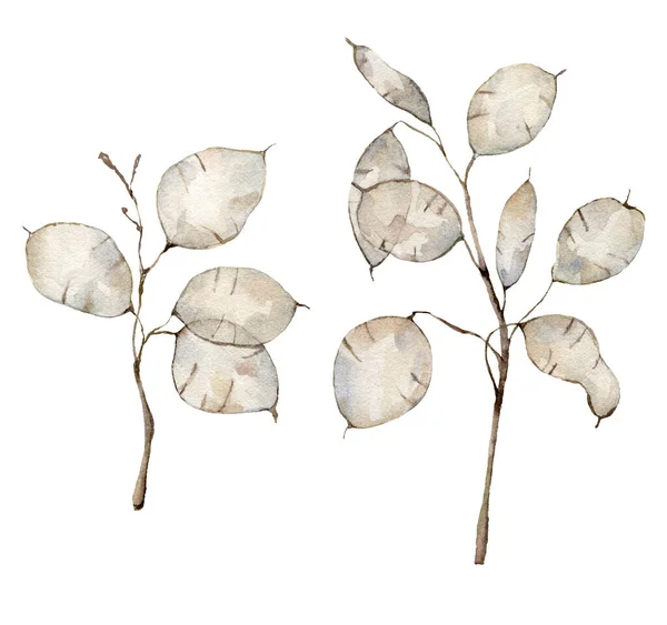 Watercolor Christmas set with lunaria. Hand painted holiday flower isolated on white background. Floral illustration for design, print, fabric or background. — Stock Photo, Image