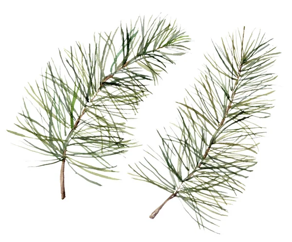 Acuarela Set navideño con ramas de pino. Plantas de invierno pintadas a mano aisladas sobre fondo blanco. Ilustración floral para diseño, impresión, tela o fondo. —  Fotos de Stock