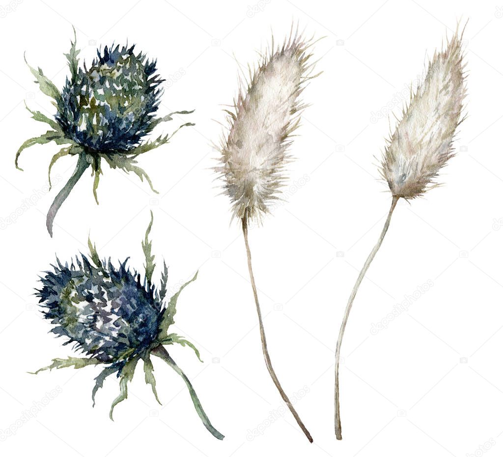 Watercolor Christmas set with blue thistle and lagurus. Hand painted delicate plant isolated on white background. Floral illustration for design, print, fabric or background.