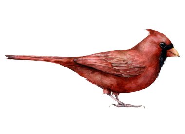 Kırmızı kardinal kuşlu suluboya Noel kartı. Beyaz arka planda elle boyanmış kış tatili kartı. Tasarım, baskı, kumaş veya arkaplan için vahşi yaşam illüstrasyonu.