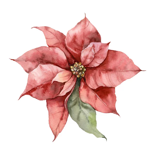 Acuarela Navidad poinsettia y hojas. Tarjeta de vacaciones pintada a mano con flor roja aislada sobre fondo blanco. Ilustración floral para diseño, impresión, tela o fondo. —  Fotos de Stock