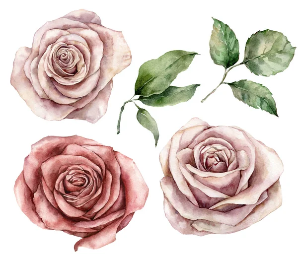 Akvarell jul set med rosa rosor och blad. Handmålat semesterkort med blomma isolerad på vit bakgrund. Blommig illustration för design, tryck, tyg eller bakgrund. — Stockfoto