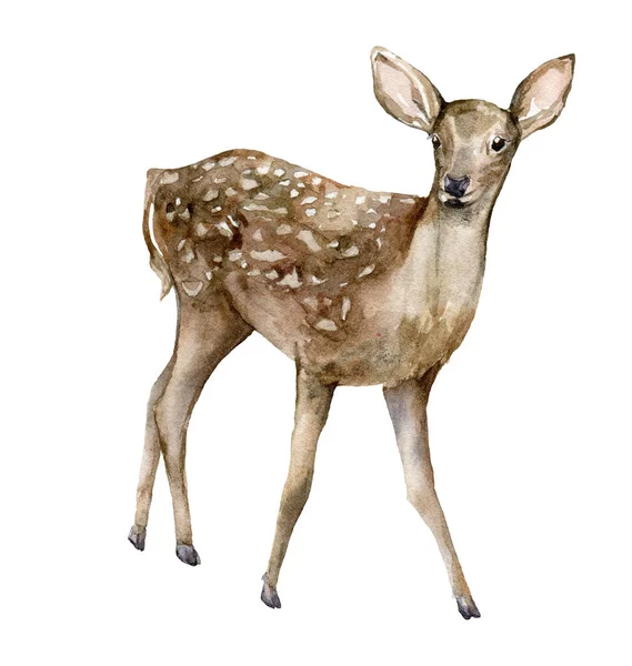 Watercolor Christmas baby deer. Hand painted wild animal isolated on white background. Realistic animal for design, fabric, print or background. — Stock Photo, Image