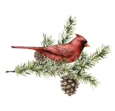 Kardinal kuşlu suluboya Noel kartı, köknar dalları ve koniler. Beyaz arka planda izole edilmiş ladin ağaçlarıyla el boyaması tatil kartı. Tasarım, baskı, kumaş, arkaplan.