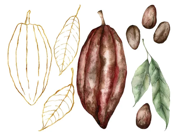 Acuarela de cacao con hojas. Frutos lineales dorados pintados a mano aislados sobre fondo blanco. Fiesta de la cosecha de otoño. Ilustración botánica para diseño, impresión o fondo. — Foto de Stock