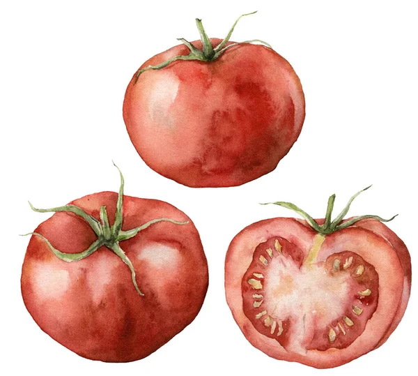 Акварельний томатний набір. Ручна пофарбована їжа ізольована на білому тлі. Осінній фестиваль урожаю. Ботанічна ілюстрація для дизайну, друку або фону . — стокове фото
