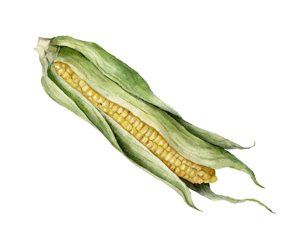 Watercolor sweet corn. Hand painted food isolated on white background. Autumn harvest festival. Botanical illustration for design, print or background. — Stock Photo, Image