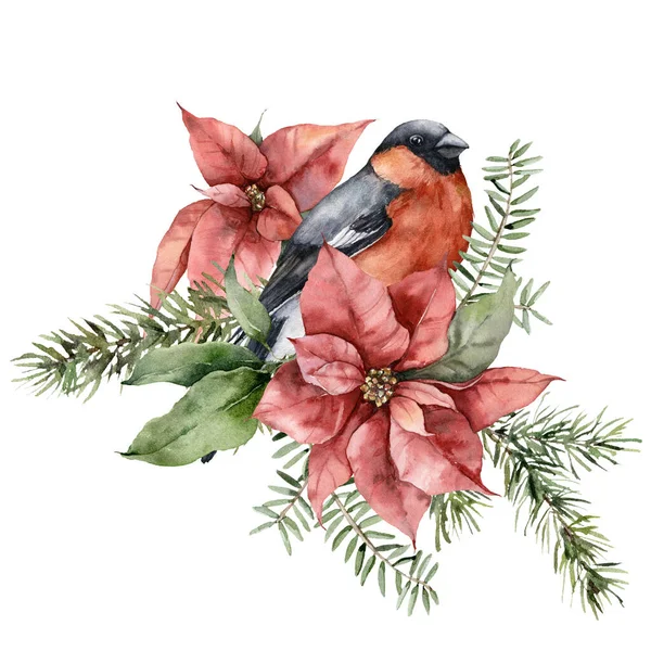Akvarell julkort av tjurfäktning fågel, julstjärna och gran grenar. Handmålade semester sammansättning av blommor isolerade på vit bakgrund. Illustration för design, tryck, tyg, bakgrund. — Stockfoto