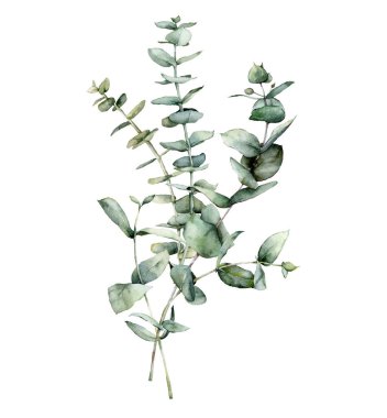 Okaliptüs tohumu, yaprak ve dallardan oluşan suluboya çiçek kartı. Beyaz arka planda elle boyanmış gümüş renkli okaliptüs buketi. Tasarım, baskı, kumaş veya arkaplan çizimi.