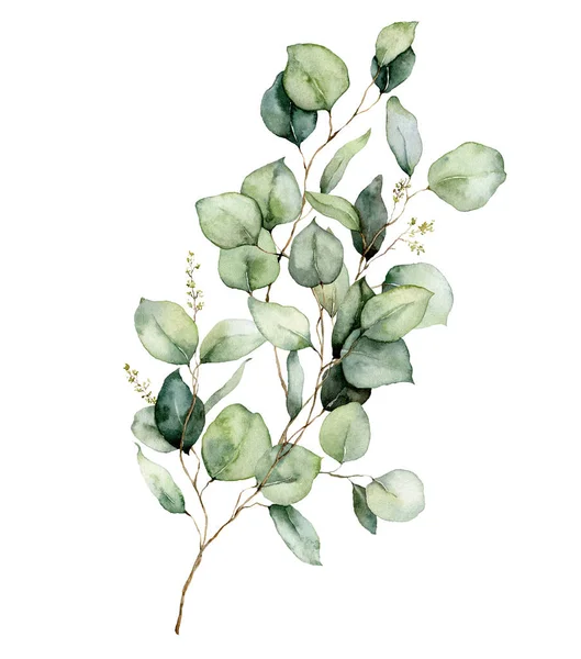 Carte florale aquarelle de branches, feuilles et graines d'eucalyptus. Bouquet d'eucalyptus en argent peint à la main isolé sur fond blanc. Illustration pour design, impression, tissu ou fond. — Photo