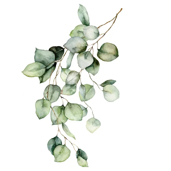 Watercolor card of eucalyptus branches, seeds and leaves. Hand painted silver dollar eucalyptus bouquet isolated on white background. Floral illustration for design, print, fabric or background.