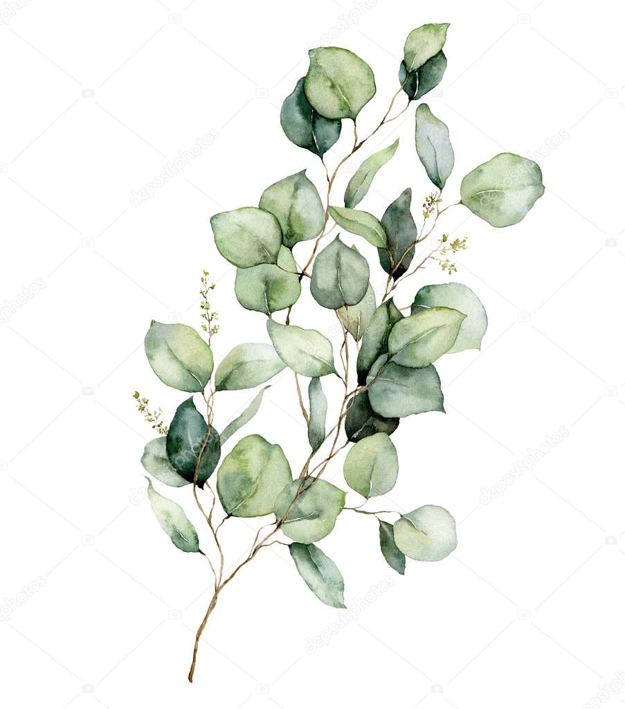 Watercolor floral card of eucalyptus branches, leaves and seeds. Hand painted silver dollar eucalyptus bouquet isolated on white background. Illustration for design, print, fabric or background.