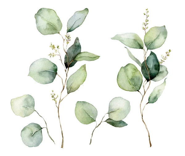 Conjunto floral acuarela de semillas, ramas y hojas de eucalipto. Eucalipto de plata pintado a mano aislado sobre fondo blanco. Ilustración para diseño, impresión, tela o fondo. — Foto de Stock